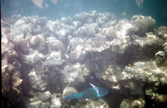 Seychellen Unterwasser-004.jpg